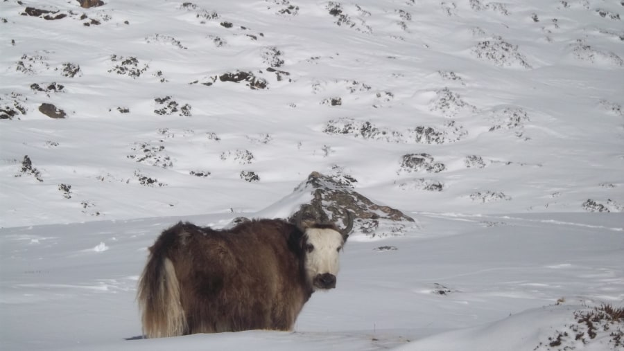 Yak in Everest