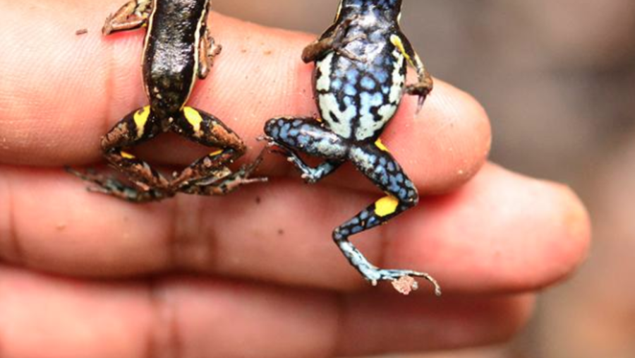 Poisonous dart frogs