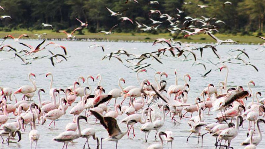 Queen Elizabeth National Park