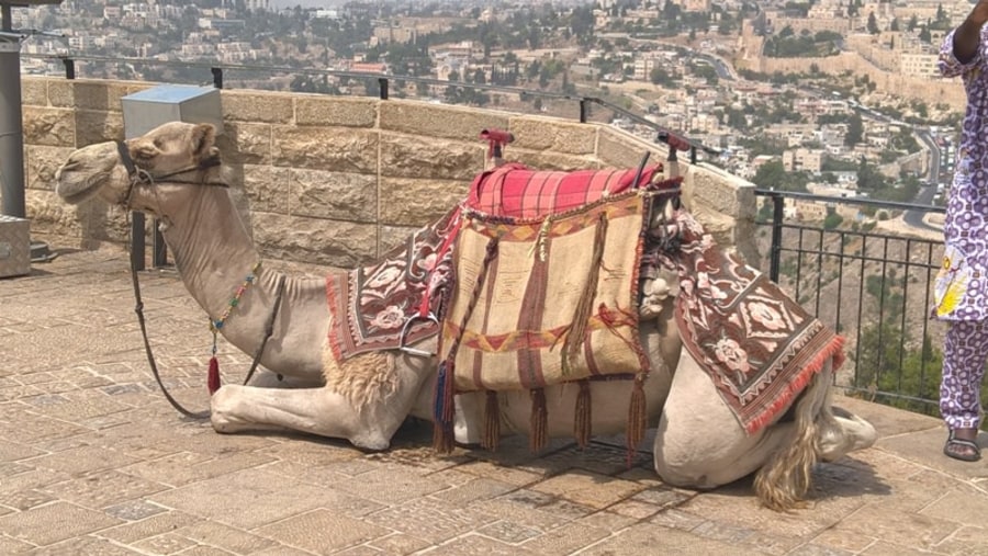 Excellent tour guide for Israel Jonathan Tannhauser