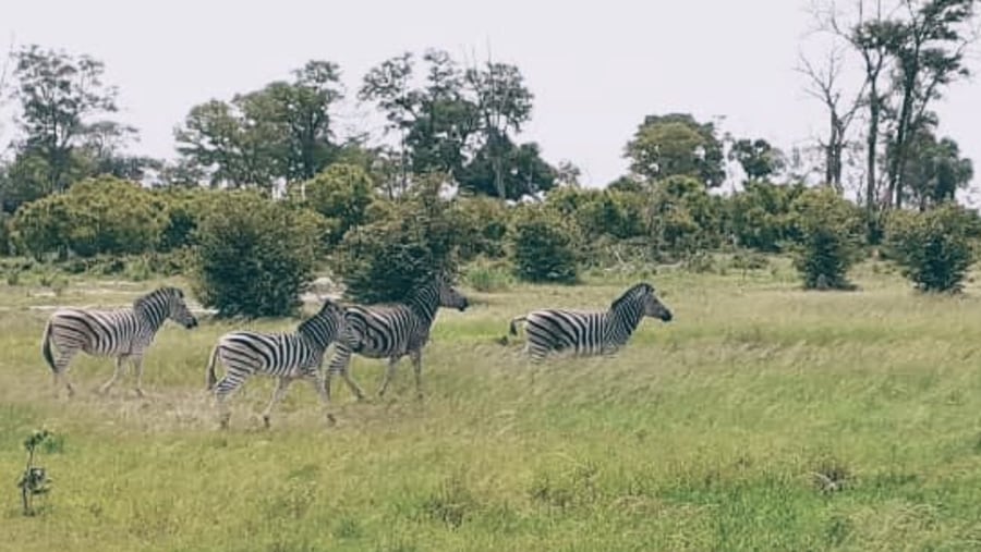 Okavango Delta - Zebras