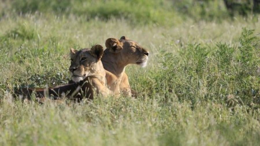 Masai Mara