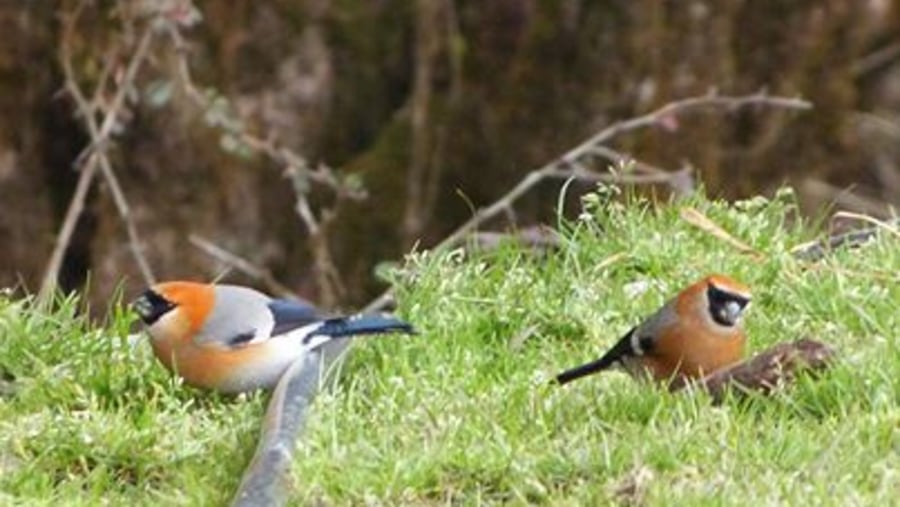 redheaded bullfinch 