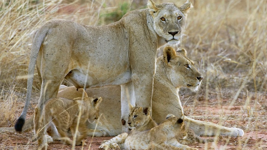 Lions of tsavo east national park