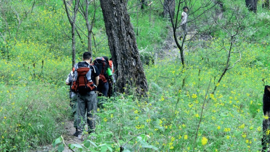 Jungle trek on Semeru route