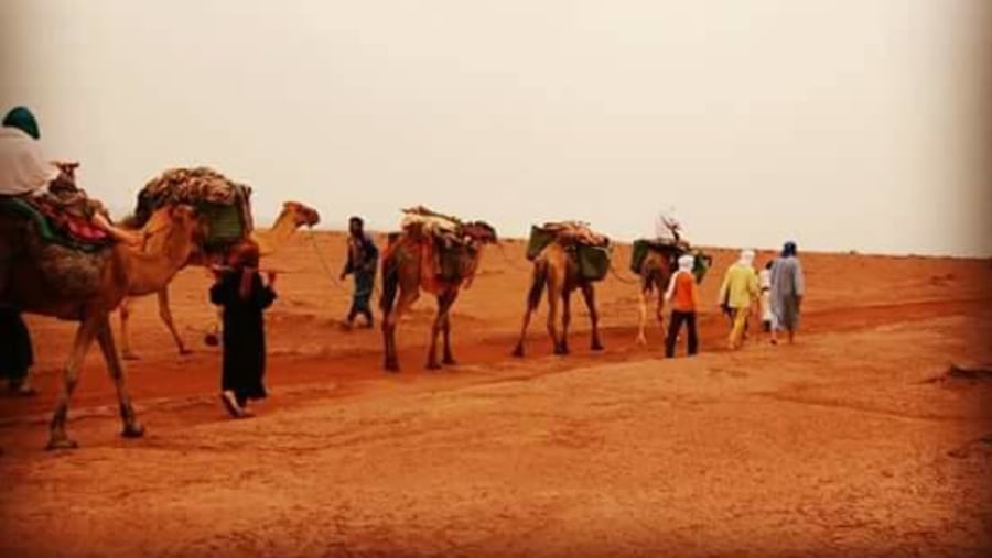trek camels