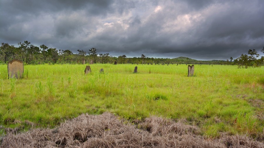 Magnetic Termites early wet season