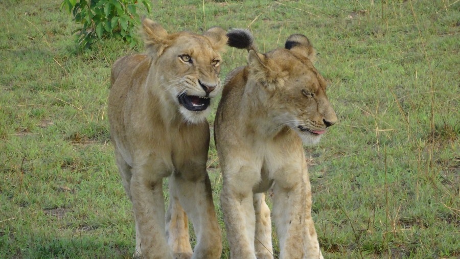 Lions at Murchison Falls NP. Uganda