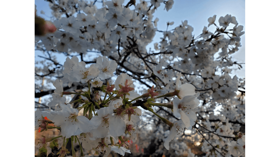 Cherry tree