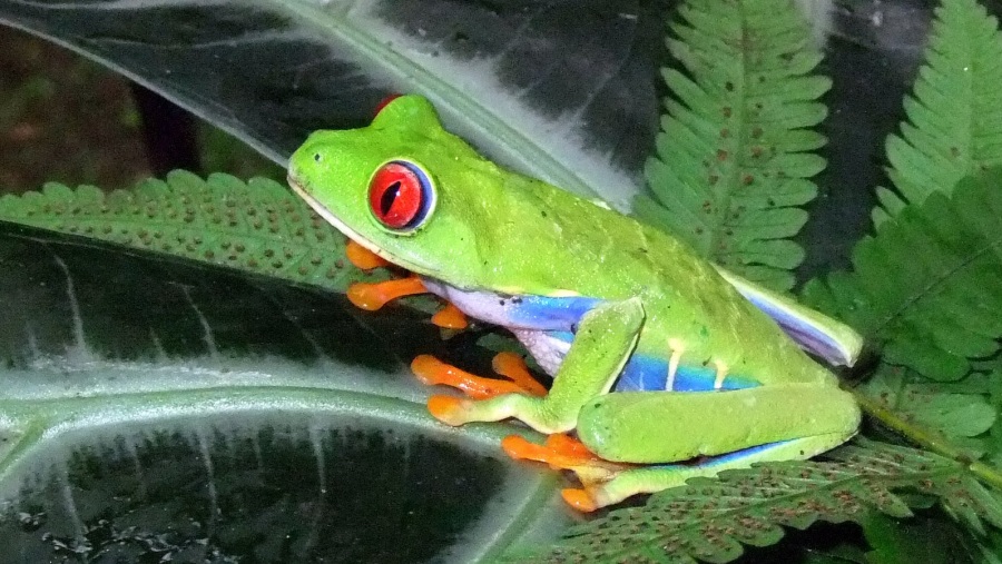 Biodiversity Costa Rica (Red Eye Tree Frog)