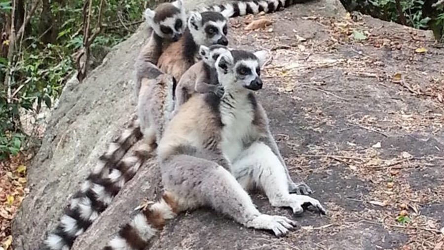 Ring tailed