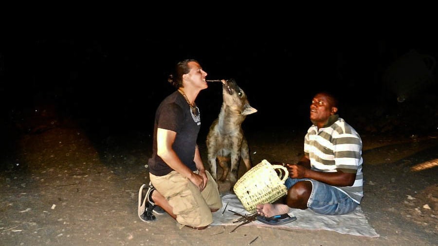 Feeding Hyena