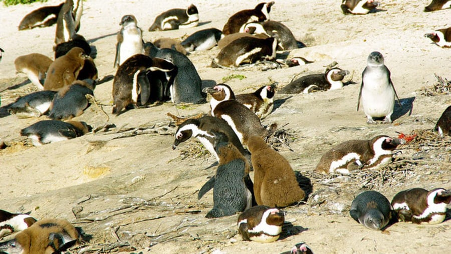 Penguins at Boulders