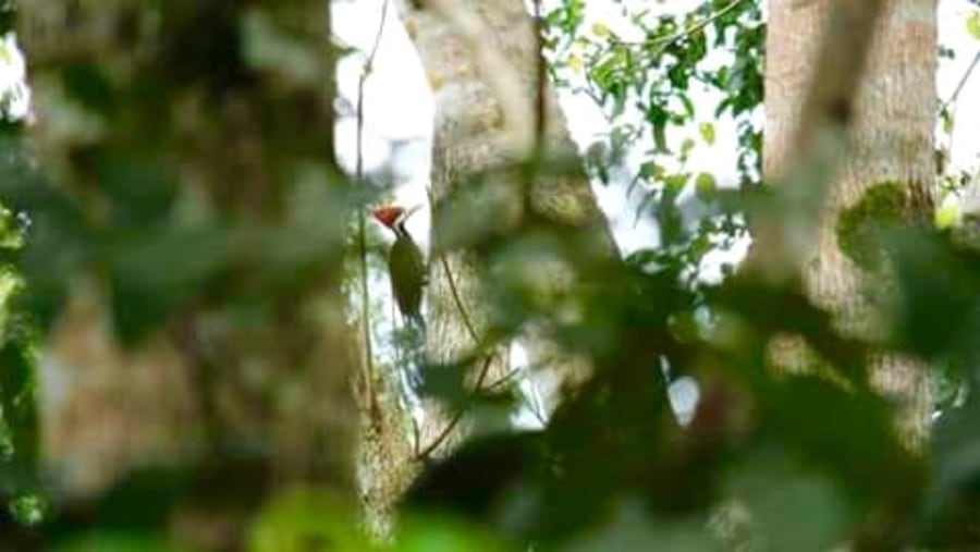 Green Amazon Woodpecker