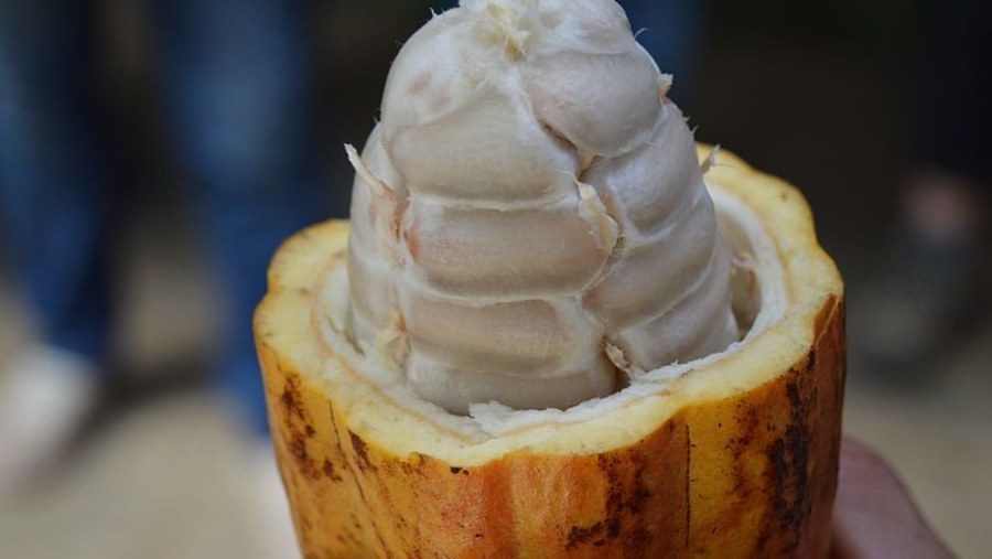 MOF - Yellow Cocoa Inside Fruits