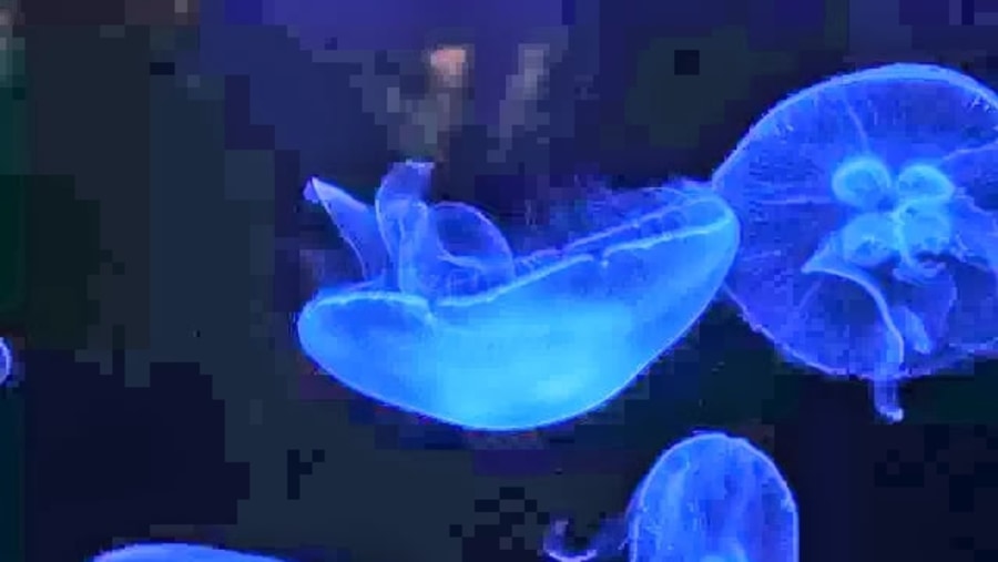 Jellyfish, incredibly intelligent for a species with no real brain as we know it