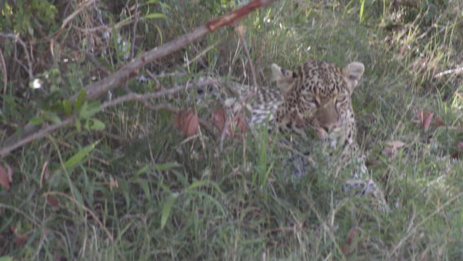 Maasai Mara