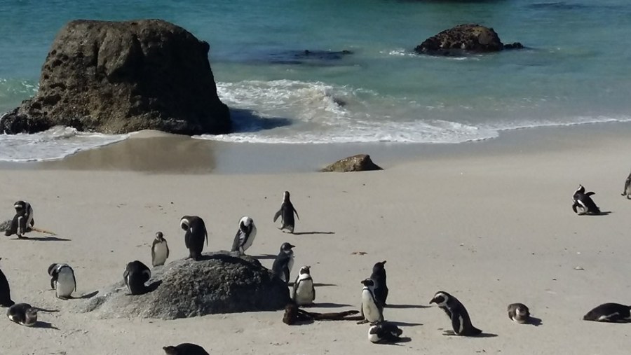 Penguins at Boulders sanctuary