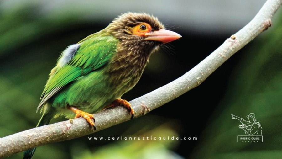 Rustic Guide to Most Beautiful Birds Colombo