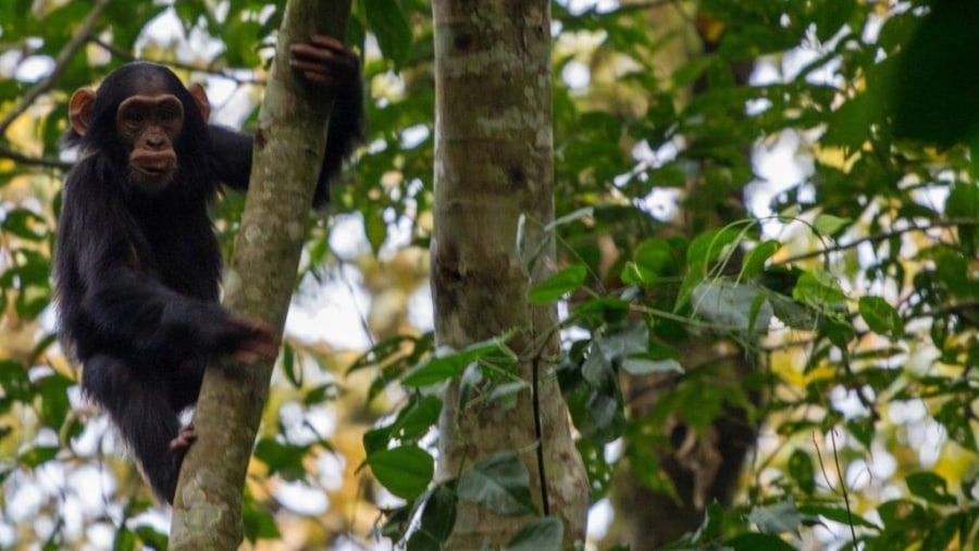 Chimpanzee Tracking