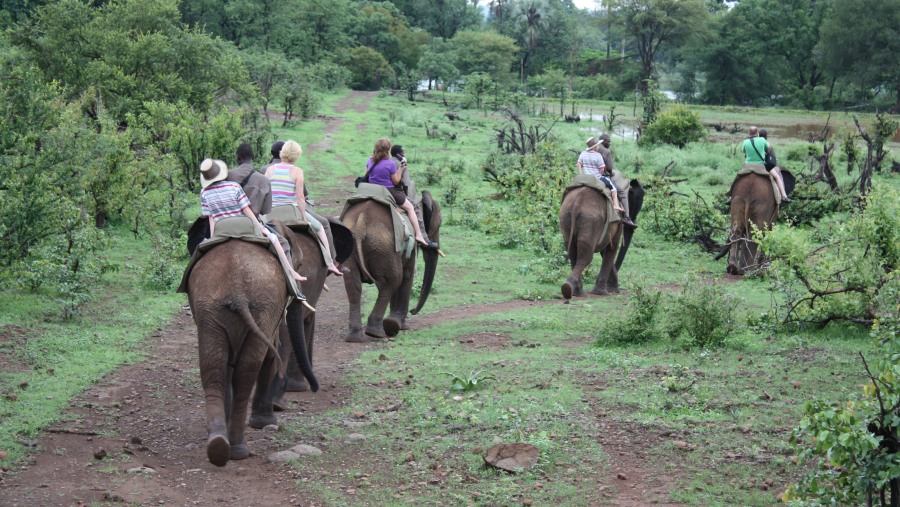 Guests, elephant back safari