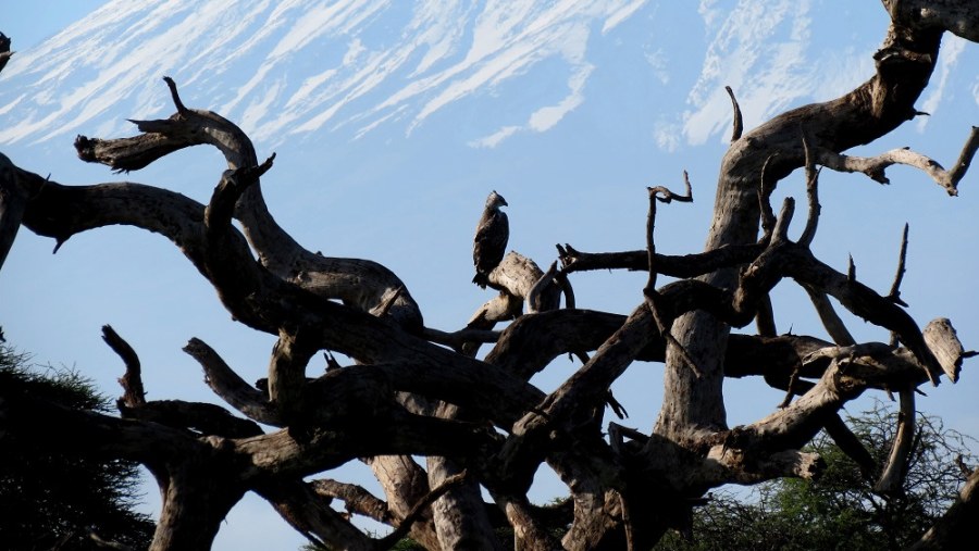 Kilimanjaro with Martial Eagle