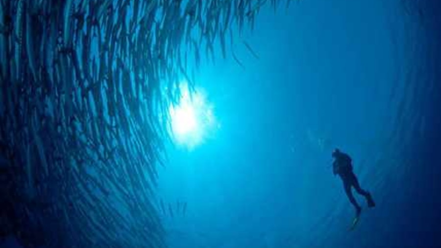 Tornado Barracuda, Big fish Country ,Chanel Maratua