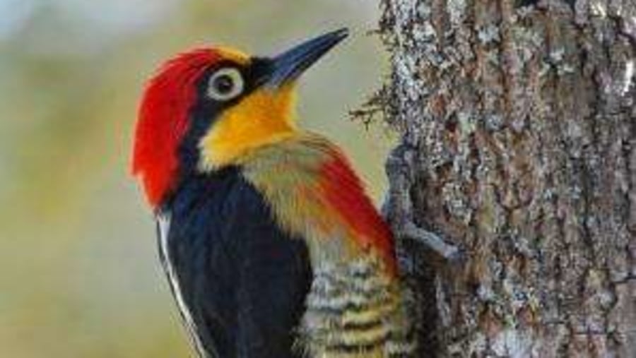 Yellow-fronted Woodpecker