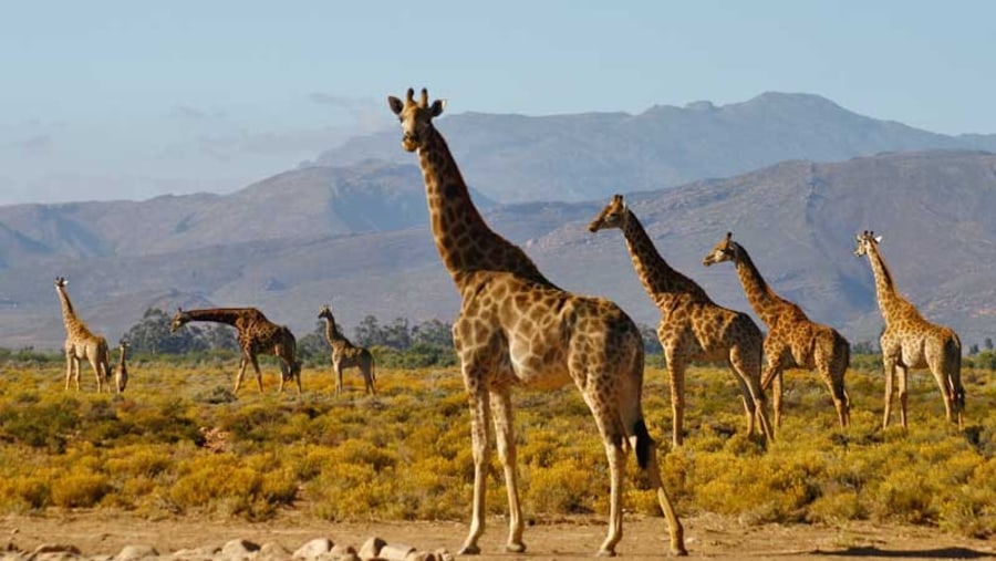 Giraffes at Inverdoorn