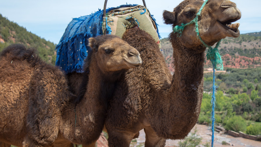 Highly recommend!!! Best way to know the Atlas Mountains and Berber villages