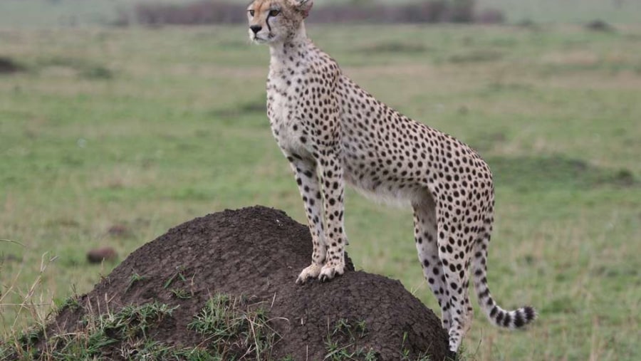 cheetah