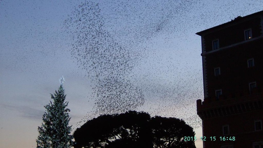 Venice Square birds at sunset