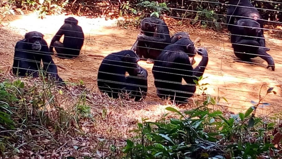 Tacugama Chimpanzee Sanctuary