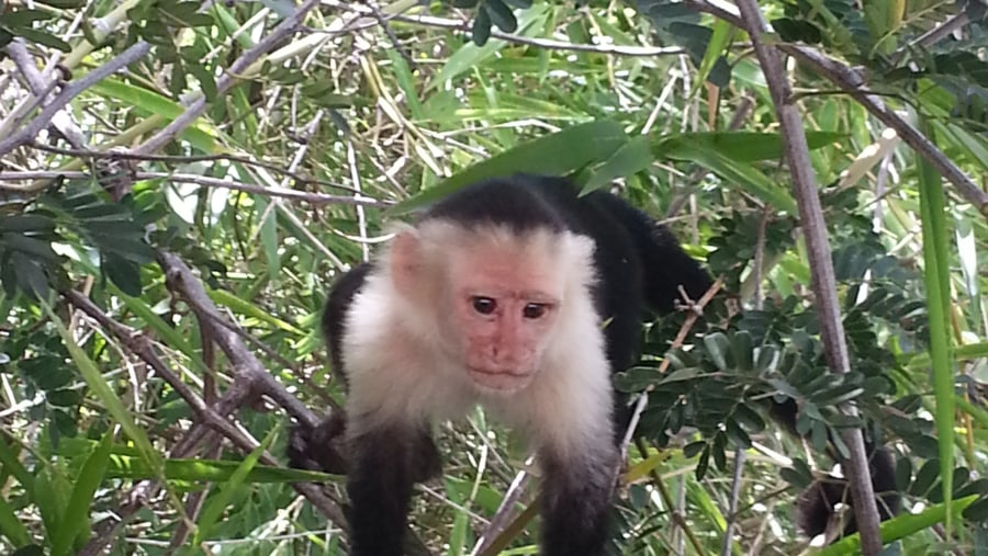 White Face Monkey