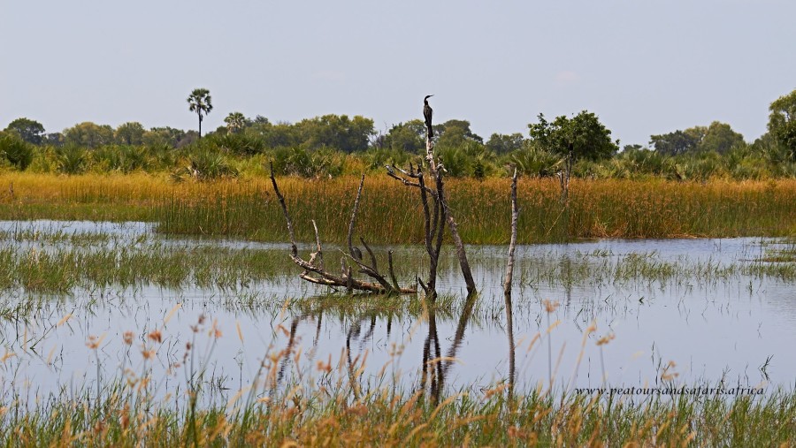 Wetlands in Botswana