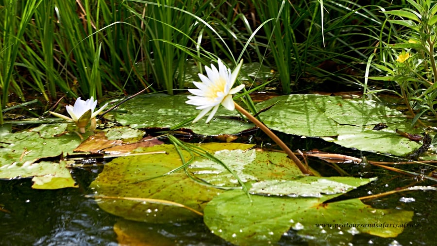 Water Lily in the Okavango Delta