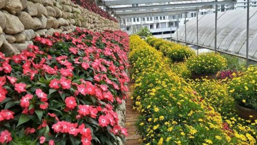 Cameron Highland 