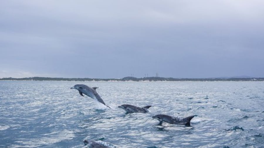 Dolphins and Whales watching Boat Cruise adventures