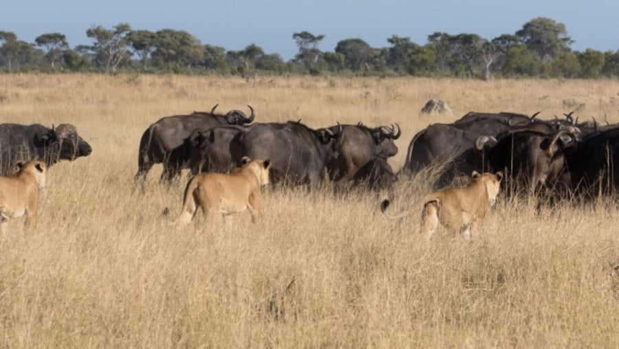 lioness on hunt 