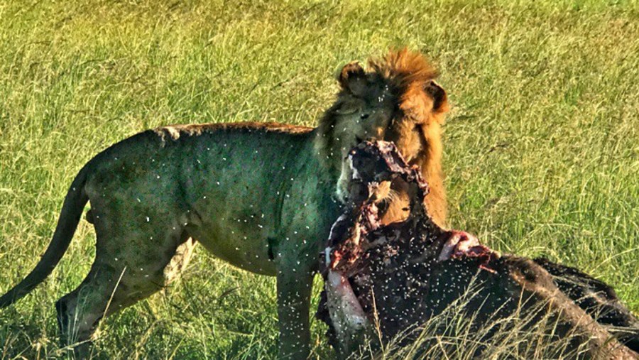 Kenya travelers - Masai Mara 