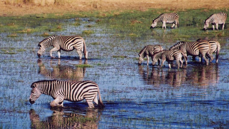 Zebras grazing the vast Savuti Chobe Marshlands