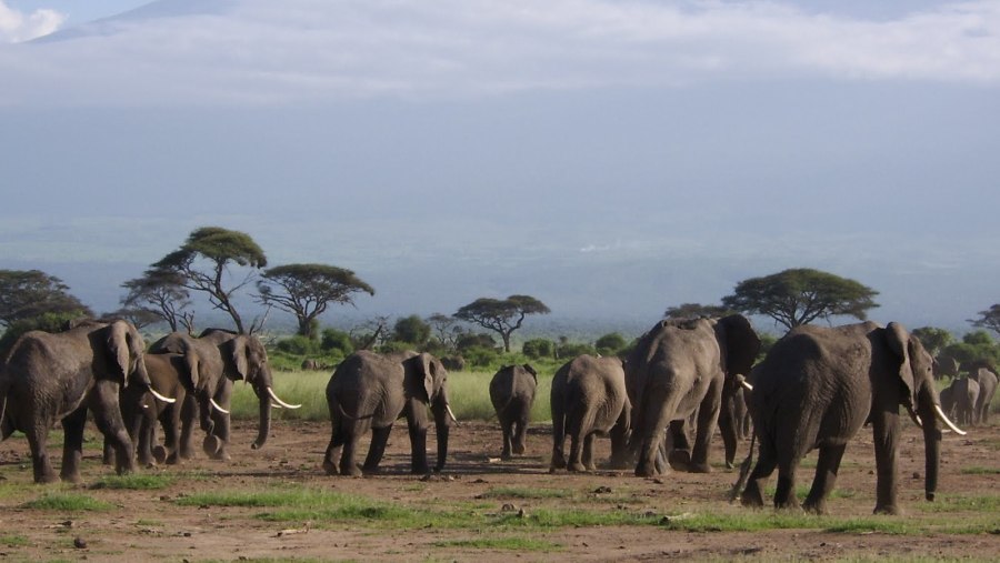 Elephants - Amboseli National Park