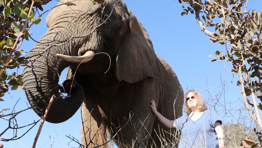 Awe-Inspiring Elephants and Lions