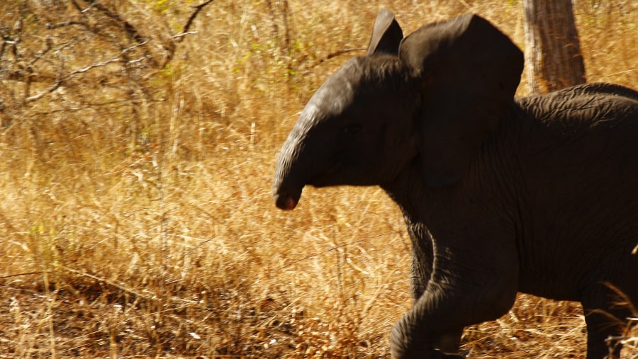 Baby Elephant without a trunk, maybe caused by Crocodile