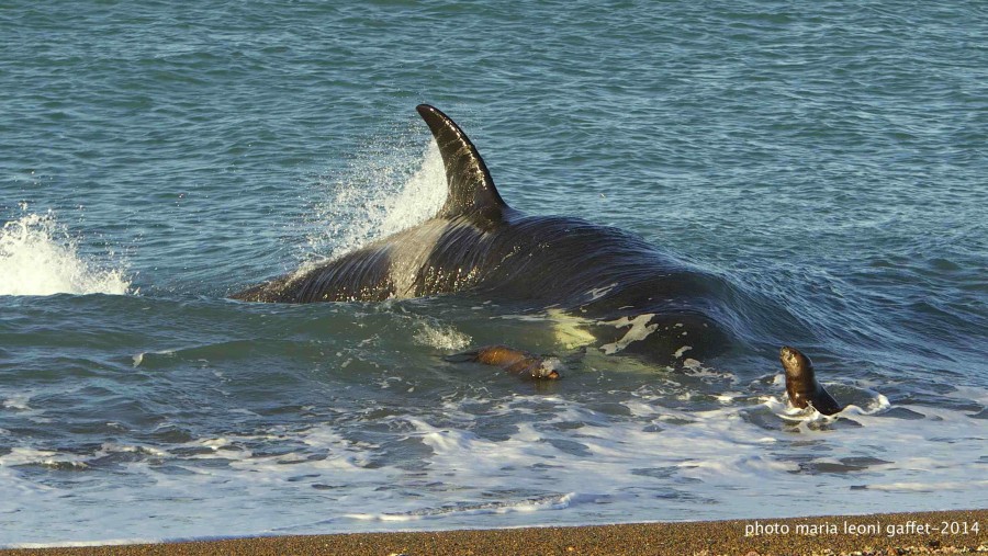 The Orca Antu hunting