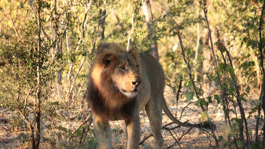 Stare of the king of the jungle 