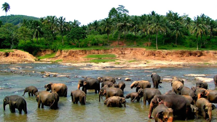 Elephant Orphanage 