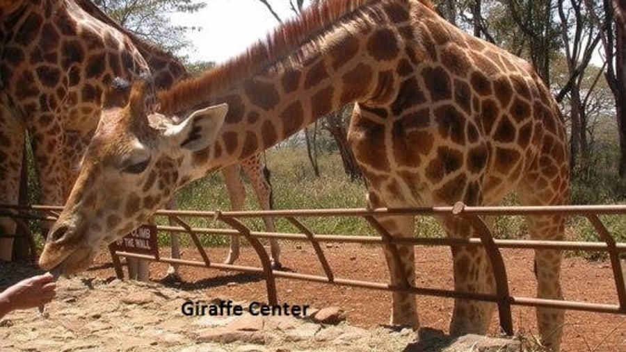 Giraffe center