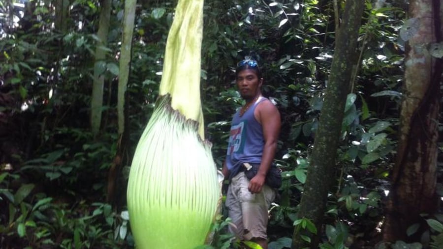 Titan Arum