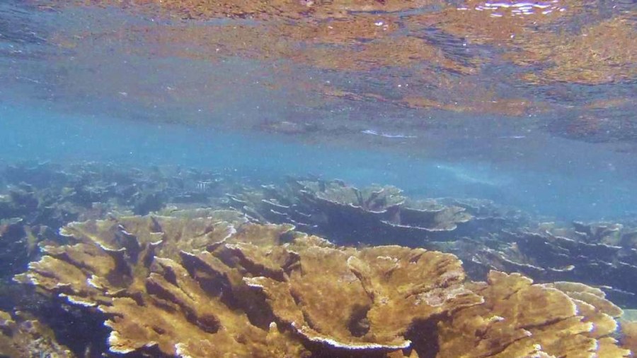 elkhorn coral